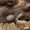 Black snail beetle - Phosphuga atrata | Fotografijos autorius : Vidas Brazauskas | © Macronature.eu | Macro photography web site