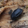 Black snail beetle - Phosphuga atrata | Fotografijos autorius : Vytautas Gluoksnis | © Macronature.eu | Macro photography web site