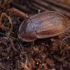 Black snail beetle - Phosphuga atrata | Fotografijos autorius : Žilvinas Pūtys | © Macronature.eu | Macro photography web site
