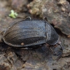 Black snail beetle - Phosphuga atrata | Fotografijos autorius : Žilvinas Pūtys | © Macronature.eu | Macro photography web site