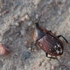 Black snail beetle - Phosphuga atrata | Fotografijos autorius : Agnė Našlėnienė | © Macronature.eu | Macro photography web site
