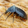 Black snail beetle - Phosphuga atrata | Fotografijos autorius : Romas Ferenca | © Macronature.eu | Macro photography web site