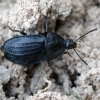 Black snail beetle - Phosphuga atrata | Fotografijos autorius : Vilius Grigaliūnas | © Macronature.eu | Macro photography web site
