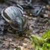 Black snail beetle - Phosphuga atrata | Fotografijos autorius : Kazimieras Martinaitis | © Macronature.eu | Macro photography web site