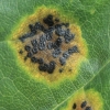 Black tar spot - Rhytisma acerinum | Fotografijos autorius : Gintautas Steiblys | © Macronature.eu | Macro photography web site