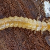 Paprastasis raudonvabalis - Pyrochroa coccinea, lerva | Fotografijos autorius : Žilvinas Pūtys | © Macronature.eu | Macro photography web site