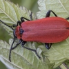 Black-headed Cardinal Beetle - Pyrochroa coccinea | Fotografijos autorius : Žilvinas Pūtys | © Macronature.eu | Macro photography web site