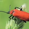 Paprastasis raudonvabalis - Pyrochroa coccinea | Fotografijos autorius : Arūnas Eismantas | © Macronature.eu | Macro photography web site