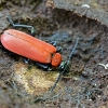 Black-headed Cardinal Beetle - Pyrochroa coccinea | Fotografijos autorius : Kazimieras Martinaitis | © Macronature.eu | Macro photography web site