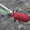 Paprastasis raudonvabalis - Pyrochroa coccinea | Fotografijos autorius : Vytautas Gluoksnis | © Macronature.eu | Macro photography web site