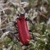 Paprastasis raudonvabalis - Pyrochroa coccinea | Fotografijos autorius : Vytautas Gluoksnis | © Macronature.eu | Macro photography web site
