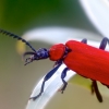 Black-headed Cardinal Beetle - Pyrochroa coccinea | Fotografijos autorius : Gediminas Gražulevičius | © Macronature.eu | Macro photography web site