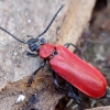 Paprastasis raudonvabalis - Pyrochroa coccinea | Fotografijos autorius : Romas Ferenca | © Macronature.eu | Macro photography web site