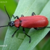 Black-headed Cardinal Beetle - Pyrochroa coccinea | Fotografijos autorius : Nomeda Vėlavičienė | © Macronature.eu | Macro photography web site