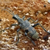 Black-spotted longhorn beetle - Rhagium mordax  | Fotografijos autorius : Algirdas Vilkas | © Macronature.eu | Macro photography web site