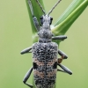 Black-spotted longhorn beetle - Rhagium mordax  | Fotografijos autorius : Arūnas Eismantas | © Macronature.eu | Macro photography web site