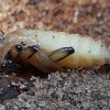 Black-spotted longhorn beetle - Rhagium mordax, pupa | Fotografijos autorius : Gintautas Steiblys | © Macronature.eu | Macro photography web site