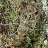 Black-spotted longhorn beetle - Rhagium mordax | Fotografijos autorius : Kazimieras Martinaitis | © Macronature.eu | Macro photography web site