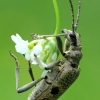 Black-spotted longhorn beetle - Rhagium mordax | Fotografijos autorius : Ramunė Vakarė | © Macronature.eu | Macro photography web site