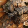 Black-spotted longhorn beetle - Rhagium mordax | Fotografijos autorius : Gintautas Steiblys | © Macronature.eu | Macro photography web site