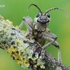 Black-spotted longhorn beetle - Rhagium mordax | Fotografijos autorius : Arūnas Eismantas | © Macronature.eu | Macro photography web site