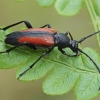 Juodasiūlis grakštenis - Stenurella melanura | Fotografijos autorius : Gintautas Steiblys | © Macronature.eu | Macro photography web site