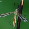 Black-striped cranefly - Tipula vernalis  | Fotografijos autorius : Gintautas Steiblys | © Macronature.eu | Macro photography web site