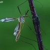 Black-striped cranefly - Tipula vernalis | Fotografijos autorius : Gintautas Steiblys | © Macronature.eu | Macro photography web site