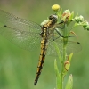 Black-tailed skimmer - Orthetrum cancellatum ♂ juv. | Fotografijos autorius : Gintautas Steiblys | © Macronature.eu | Macro photography web site