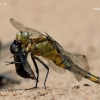 Black-tailed skimmer - Orthetrum cancellatum  | Fotografijos autorius : Gintautas Steiblys | © Macronature.eu | Macro photography web site