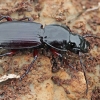 Blackclock ground beetle - Pterostichus sp. | Fotografijos autorius : Gintautas Steiblys | © Macronature.eu | Macro photography web site