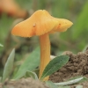 Oranžinė guotenė - Hygrocybe acutoconica | Fotografijos autorius : Gintautas Steiblys | © Macronature.eu | Macro photography web site
