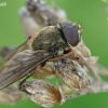 Žalutė - Cheilosia sp.  | Fotografijos autorius : Gintautas Steiblys | © Macronature.eu | Macro photography web site