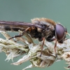 Žalutė - Cheilosia sp. | Fotografijos autorius : Žilvinas Pūtys | © Macronature.eu | Macro photography web site