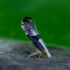 Blackthorn argent - Argyresthia spinosella | Fotografijos autorius : Romas Ferenca | © Macronature.eu | Macro photography web site