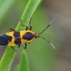 Dirvablakė - Oncopeltus fasciatus | Fotografijos autorius : Deividas Makavičius | © Macrogamta.lt | Šis tinklapis priklauso bendruomenei kuri domisi makro fotografija ir fotografuoja gyvąjį makro pasaulį.