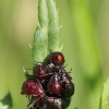 Blakių nimfos | Fotografijos autorius : Agnė Našlėnienė | © Macrogamta.lt | Šis tinklapis priklauso bendruomenei kuri domisi makro fotografija ir fotografuoja gyvąjį makro pasaulį.