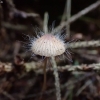 Bleeding Bonnet - Mycena sanguinolenta | Fotografijos autorius : Vitalij Drozdov | © Macronature.eu | Macro photography web site