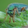 Blister beetle - Cerocoma sp. | Fotografijos autorius : Gintautas Steiblys | © Macronature.eu | Macro photography web site