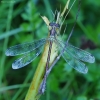 Blizgančioji strėliukė - Lestes dryas | Fotografijos autorius : Romas Ferenca | © Macrogamta.lt | Šis tinklapis priklauso bendruomenei kuri domisi makro fotografija ir fotografuoja gyvąjį makro pasaulį.