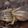 Blizgusis maišarezgis - Clubiona caerulescens ♀ | Fotografijos autorius : Žilvinas Pūtys | © Macrogamta.lt | Šis tinklapis priklauso bendruomenei kuri domisi makro fotografija ir fotografuoja gyvąjį makro pasaulį.