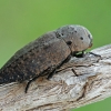 Blizgiavabalis - Capnodis tenebricosa | Fotografijos autorius : Gintautas Steiblys | © Macrogamta.lt | Šis tinklapis priklauso bendruomenei kuri domisi makro fotografija ir fotografuoja gyvąjį makro pasaulį.