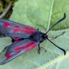 Blood droplet burnet - Zygaena minos | Fotografijos autorius : Kazimieras Martinaitis | © Macronature.eu | Macro photography web site