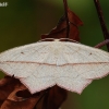 Smailiasparnis pilkasis sprindžiukas - Timandra comae | Fotografijos autorius : Arūnas Eismantas | © Macronature.eu | Macro photography web site