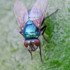 Greenbottle fly | Lucilia sp. | Fotografijos autorius : Darius Baužys | © Macronature.eu | Macro photography web site