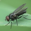 Blow fly - Melanomya nana | Fotografijos autorius : Vidas Brazauskas | © Macronature.eu | Macro photography web site