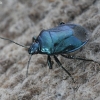 Blue shieldbug - Zicrona caerulea | Fotografijos autorius : Vytautas Gluoksnis | © Macronature.eu | Macro photography web site