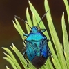 Blue shieldbug - Zicrona caerulea | Fotografijos autorius : Armandas Ka | © Macronature.eu | Macro photography web site