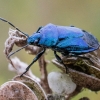 Blue shieldbug - Zicrona caerulea | Fotografijos autorius : Oskaras Venckus | © Macronature.eu | Macro photography web site