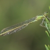 Elegantiškoji strėliukė - Ischnura elegans ♂ | Fotografijos autorius : Gintautas Steiblys | © Macronature.eu | Macro photography web site